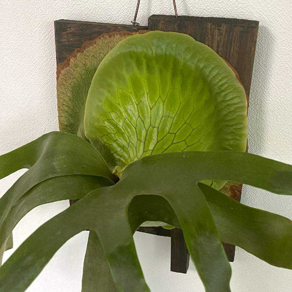 P. Horne's Surprise 成長記録 2025.2.12｜🍀GreenSnap（グリーン