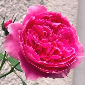 ロゼット咲きの画像 by まちすけさん | 小さな庭とバラとパレードとロゼット咲きと鉢/プランター専門と半日陰と大輪とつるバラと四季咲きと花のある暮らし