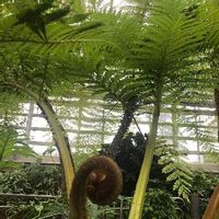 ヘゴの育て方 育てる場所や水やりの頻度は Greensnap グリーンスナップ