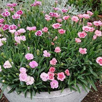 花といきるサントリーの画像 by やあやさん | 広い庭とサントリー フラワーズとミーテと花といきるサントリー
