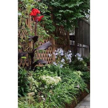 いつもの箱庭（ポーチ）の画像 by 我楽多さん | 小さな庭といつもの箱庭（ポーチ）と6月の花とOM-D E-M1ⅡとOLY 17mm F1.2