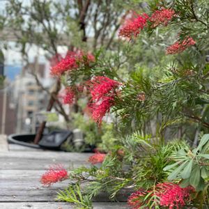 庭木,屋上ガーデン,花のある暮らし,グリーンのある暮らし,レトロの画像