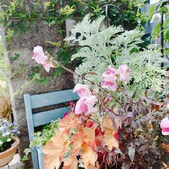 アルテミシアの投稿画像一覧 Greensnap グリーンスナップ