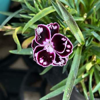 ガーデンカーネーション マミーキッスの投稿画像一覧 Greensnap グリーンスナップ