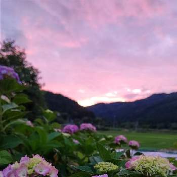 京子さんの庭の画像 by satsuki＆mei_kachan(noriko)さん | 広い庭と紫陽花　あじさい　アジサイと夕焼けと植物と田舎の風景とピンク色の夕焼け空と紫陽花 アジサイ あじさいと新潟県と京子さんの庭
