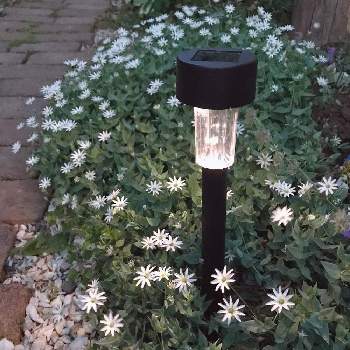 グリーンカバーの投稿画像一覧 Greensnap グリーンスナップ