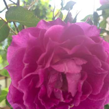 バラ シェエラザードの画像 by Nico ♪さん | バルコニー/ベランダとバラ シェエラザードとお花大好きと花いっぱい！とピンク❤︎ピンクと薔薇鉢植えと元気もらえると綺麗と鉢植えと可愛いと薔薇♪