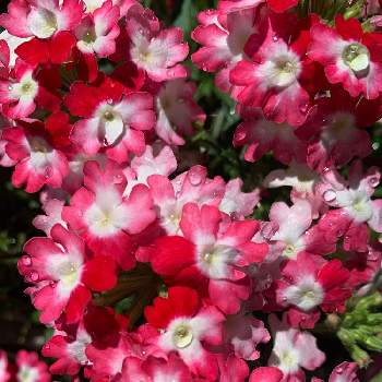 バーベナ ピンクパフェの画像 by Nico ♪さん | バルコニー/ベランダとバーベナ ピンクパフェとお花大好きと花いっぱい！とお花に癒されてと元気もらえると綺麗と鉢植えと可愛いとピンク❤︎ピンク