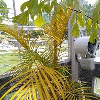 アレカヤシの育て方 水やりや植え替え 剪定の仕方は Greensnap グリーンスナップ アレカヤシの育て方 水やりや植え替え 剪定の仕方は Greensnap グリーンスナップ