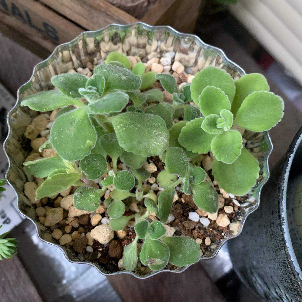 アロマティカス 抜き苗 - 植物/観葉植物