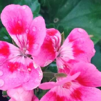 ゼラニウム カリオペの投稿画像一覧 Greensnap グリーンスナップ