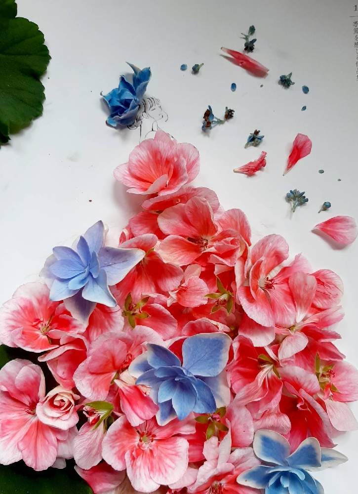 お花のドレスの投稿画像 By まりりんさん おうち園芸と葉菜桜花子さんのイラストに花びら乗せて作りました 21月6月30日 Greensnap グリーンスナップ