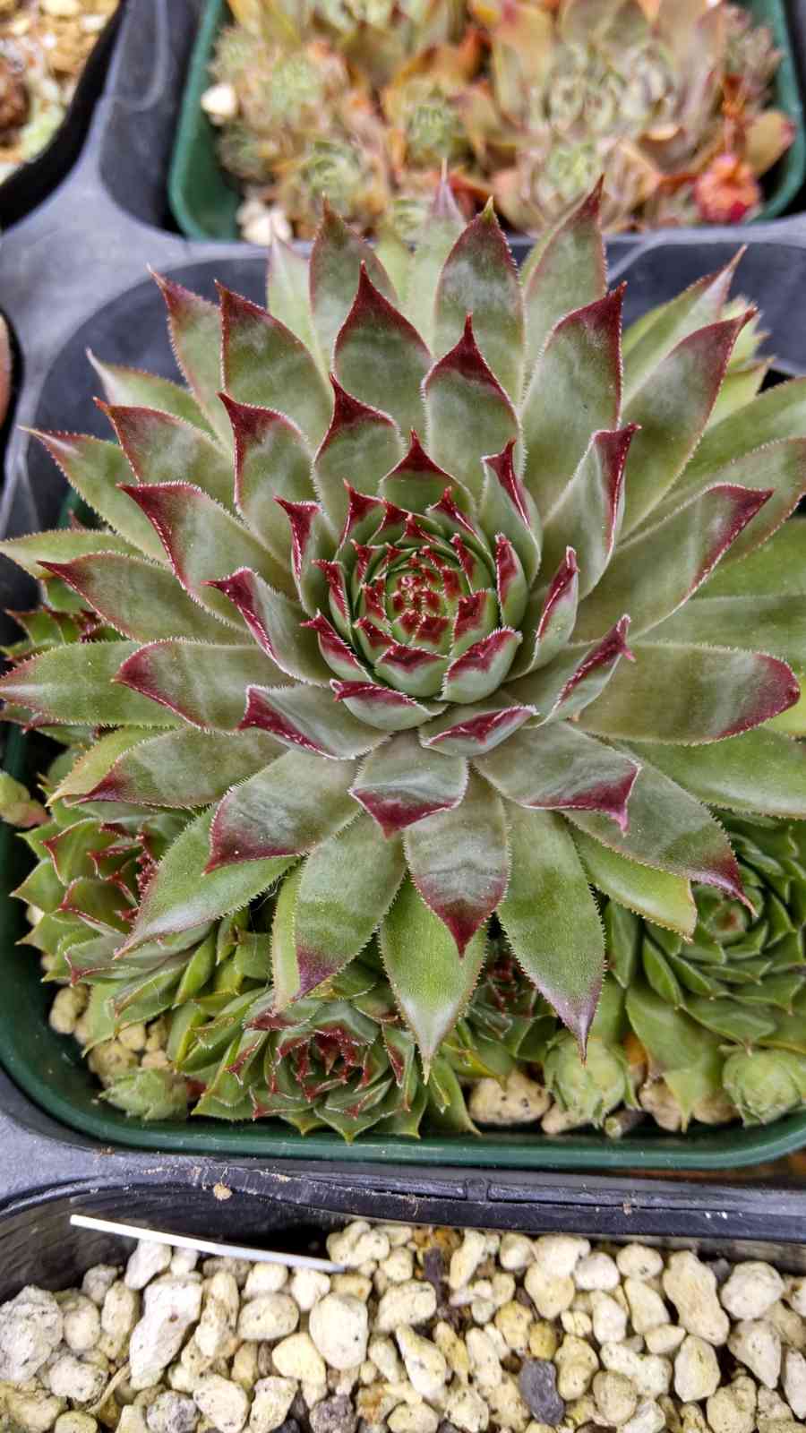 センペルビウム・シルベリウムの一覧｜🍀GreenSnap（グリーンスナップ）