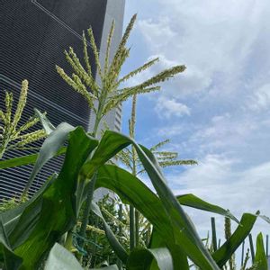 屋上庭園,とうもろこし*,プランター栽培,テラス,家庭菜園の画像