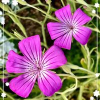 アグロステンマ,ムギナデシコ,いつもありがとう♡,癒し…♡,可愛い❤の画像