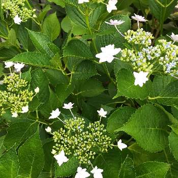 隅田の花火の投稿画像一覧 Greensnap グリーンスナップ