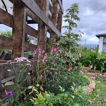 バーベナリギダ の投稿画像一覧 Greensnap グリーンスナップ