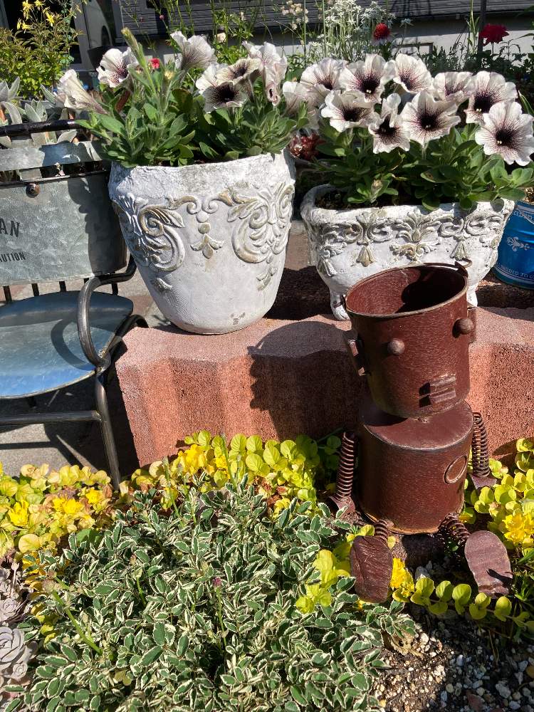 ペチュニア ビバの投稿画像 By ミッチーさん 宿根草の庭とアンティークとイングリッシュガーデンと白い花と北海道と増える 21月6月30日 Greensnap グリーンスナップ