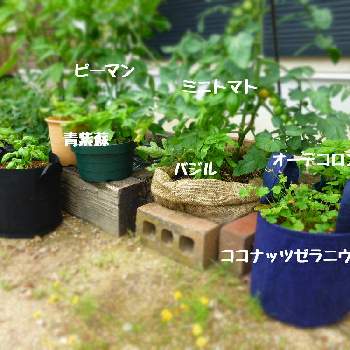 不織布プランターの投稿画像一覧 Greensnap グリーンスナップ