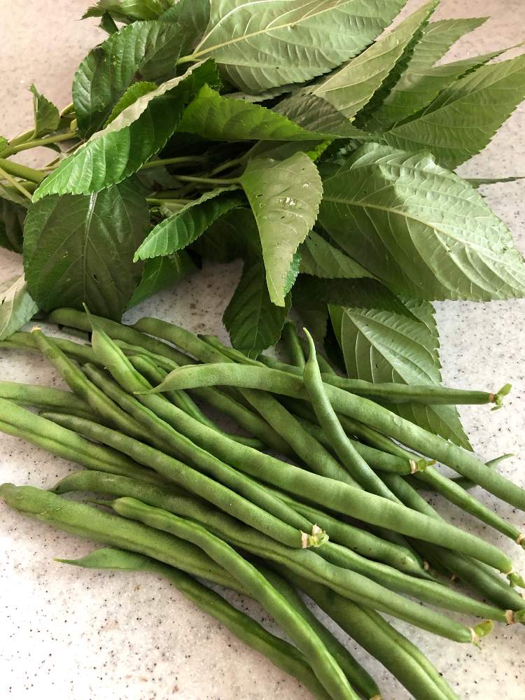 モロヘイヤの投稿画像 By みさちゃんさん インゲンと家庭菜園と有機野菜と新鮮野菜 21月6月30日 Greensnap グリーンスナップ モロヘイヤの投稿画像 By みさちゃんさん インゲンと家庭菜園と有機野菜と新鮮野菜 21月6月30日 Greensnap グリーンスナップ