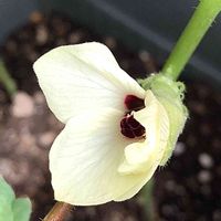 オクラの花,種まきっ子,野菜の花,ベランダ菜園,プチ家庭菜園の画像