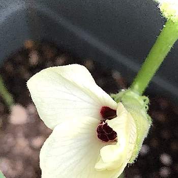 オクラ,オクラ(丈が小さい種類)の画像