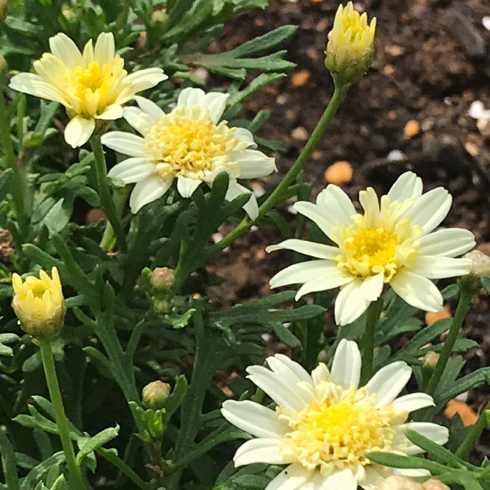 黄色い花の投稿画像 By サッチンさん 朝の散歩とウォーキング中と6月とマーガレット 21月6月 30日 Greensnap グリーンスナップ