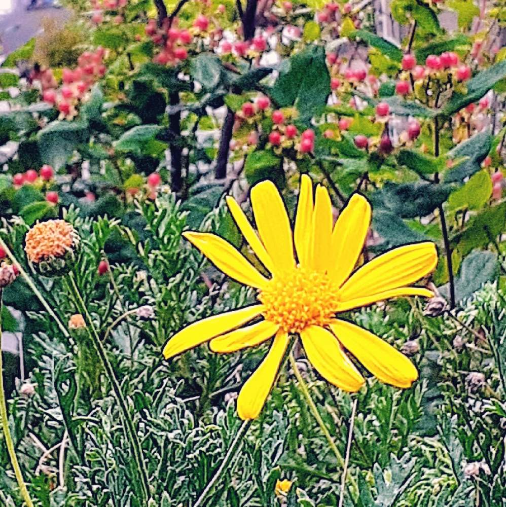 ユリオプスデージーの投稿画像 By さくら貝さん コボウズオトギリとスマホ撮影と 今日のお花 と景色と季節の花と今日の花と花びらとお花と ユリオプスデージー 21月6月30日 Greensnap グリーンスナップ
