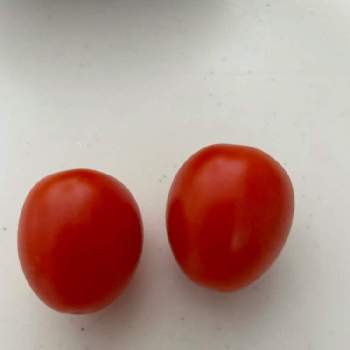 トマト アイコの投稿画像一覧 Greensnap グリーンスナップ