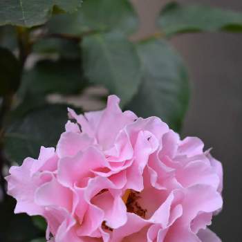 ラマリエの画像 by fuuhakuさん | 小さな庭とばら バラ 薔薇とGS映えとGS日和と新潟と鉢植えと河本ローズとバラ・ミニバラとラマリエ