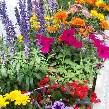 マリゴールドの画像 by オシャレさんさん | お出かけ先とサルビアとベゴニアとペティニアとマリゴールドと夏のお花と自然大好きと草花大好きと屋上庭園植物