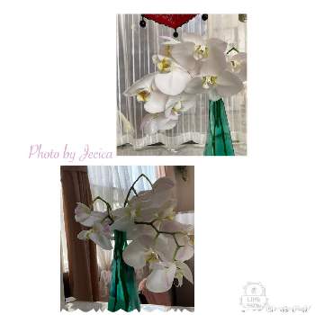 切り花胡蝶蘭の投稿画像一覧 Greensnap グリーンスナップ