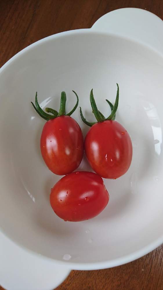 サントリー本気野菜 純あま ミニトマト の投稿画像 By Blue Greenさん オーガニックとおいしいとおうちde菜園と収穫とプランター栽培と甘い 21月6月30日 Greensnap グリーンスナップ