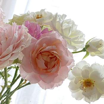 いつの間に…の画像 by なおさん | 窓辺とインフィニティローズとアイスバーグとばら バラ 薔薇とピンクの花と癒しパワーと花いっぱい！とおうち園芸と好きな場所といつの間に…と花のある暮らしと白い花とバラ・ミニバラと甘い香り