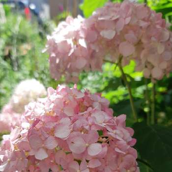 ハーブの小さな庭の画像 by ミモザさん | 小さな庭と宿根草の庭とピンクアナベル♪とハーブの小さな庭と東北グラマー同好会