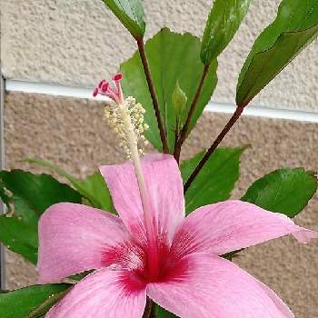 ハイビスカス　ジェネヴィーの画像 by くまちゃんさん | アプローチとハイビスカス　ジェネヴィーとピンクの花と美しい花と大好きな花とハイビスカスLoveと我が家の庭のお花と花のある暮らしとかわいい