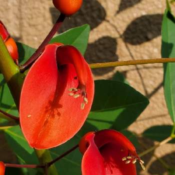 あか❤の画像 by ゆりさん | アメリカデイゴとアメリカデイゴの花とアメリカデイゴ♡とあか❤と赤いとあかとあかい花とアメリカデイゴ ＊と赤・紅・あか・レッド