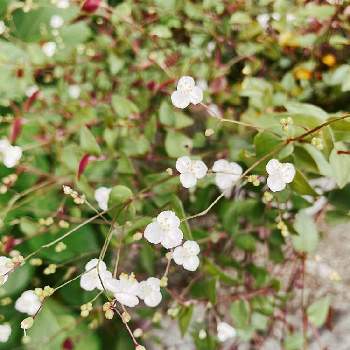 ブライダルベールの投稿画像一覧 Greensnap グリーンスナップ