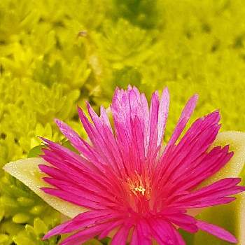 ベビーサンローズの花の画像 by みぃやんさん | 小さな庭と多肉植物と社会生活を守ってくださっている皆さまに感謝とベビーサンローズ❤︎と医療関係者に感謝とベビーサンローズの花