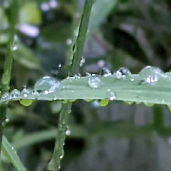 ニセコバンソウの画像 by 秋草さん | 広い庭とニセコバンソウとあまつぶと雫・雨粒✽とニセコバンソウ✽