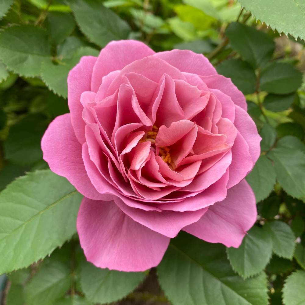 バラの投稿画像 By いっちーさん ばら バラ 薔薇とガーデニングと寒冷地と北海道とバラ ミニバラとバラを楽しむと咲いた 21月6月30日 Greensnap グリーンスナップ