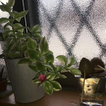 ベビーサンローズの花の画像 by ちぃぽぽさん | 窓辺とベビーサンローズの花とアボカドの種の水耕栽培