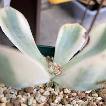 高額多肉の投稿画像一覧 Greensnap グリーンスナップ