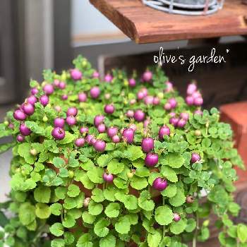 パープルクランベリーの投稿画像一覧 Greensnap グリーンスナップ パープルクランベリーの投稿画像一覧 Greensnap グリーンスナップ