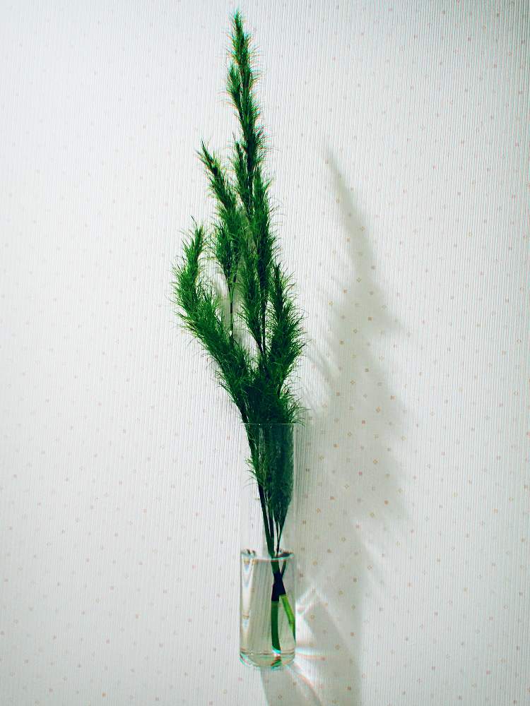 コアラファンの投稿画像 By ぼくとモルモットとさん 観葉植物と植物のある暮らしと壁掛けと洗面所ともさもさ 21月6月30日 Greensnap グリーンスナップ