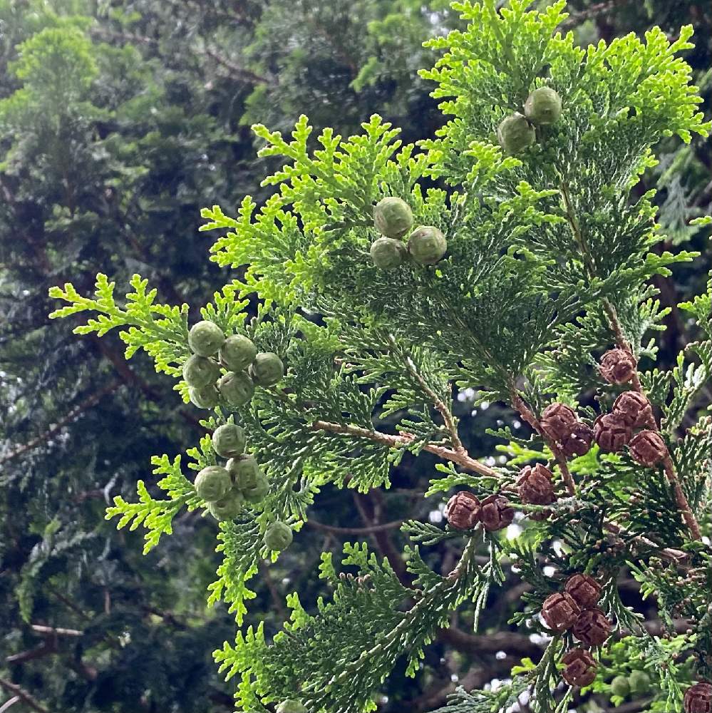 ヒノキの投稿画像 By Kikuchixさん ヒノキの実と森林浴と広い庭と球果と森林浴と球果 21月6月30日 Greensnap グリーンスナップ Greensnap グリーンスナップ