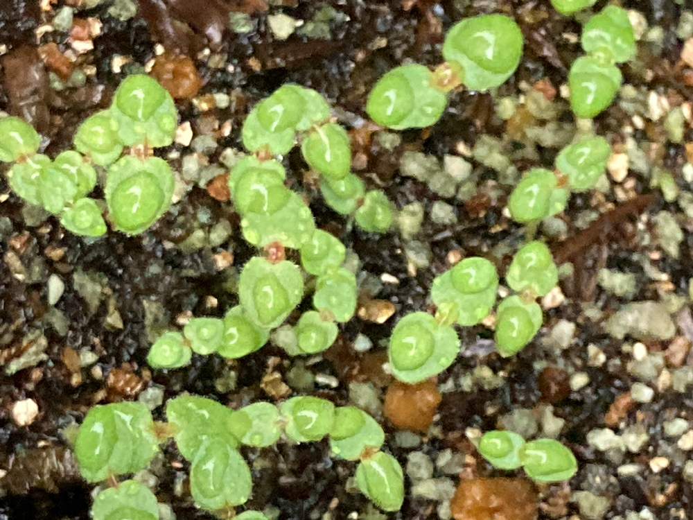 キンギョソウの投稿画像 By Miさん キンギョソウ 金魚草 と種蒔きと種から育てる と自家採種とキンギョソウ 21月6月30日 Greensnap グリーンスナップ