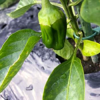 ピーマンの投稿画像一覧 Greensnap グリーンスナップ