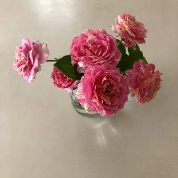 バラ クロードモネの投稿画像一覧 Greensnap グリーンスナップ