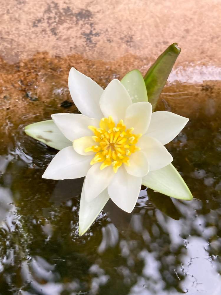 ヒツジグサ 未草 の投稿画像 By ヤンビビさん 白い花と向島百花園と水辺の風景と水辺の植物とヤンビビ雑記帳とお出かけ先と白い花と向島百花園と水辺 の風景と水辺の植物とヤンビビ雑記帳 21月6月30日 Greensnap グリーンスナップ Greensnap グリーンスナップ ヒツジグサ 未草 の投稿画像 By ヤンビビさん 白い花と向島百花園と水辺の風景と水辺の植物とヤンビビ雑記帳とお出かけ先と白い花と向島百花園と水辺 の風景と水辺の植物とヤンビビ雑記帳 21月6月30日 Greensnap グリーンスナップ Greensnap グリーンスナップ